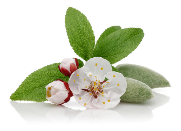 Almond blossom