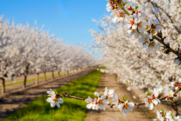 Almonds in spring