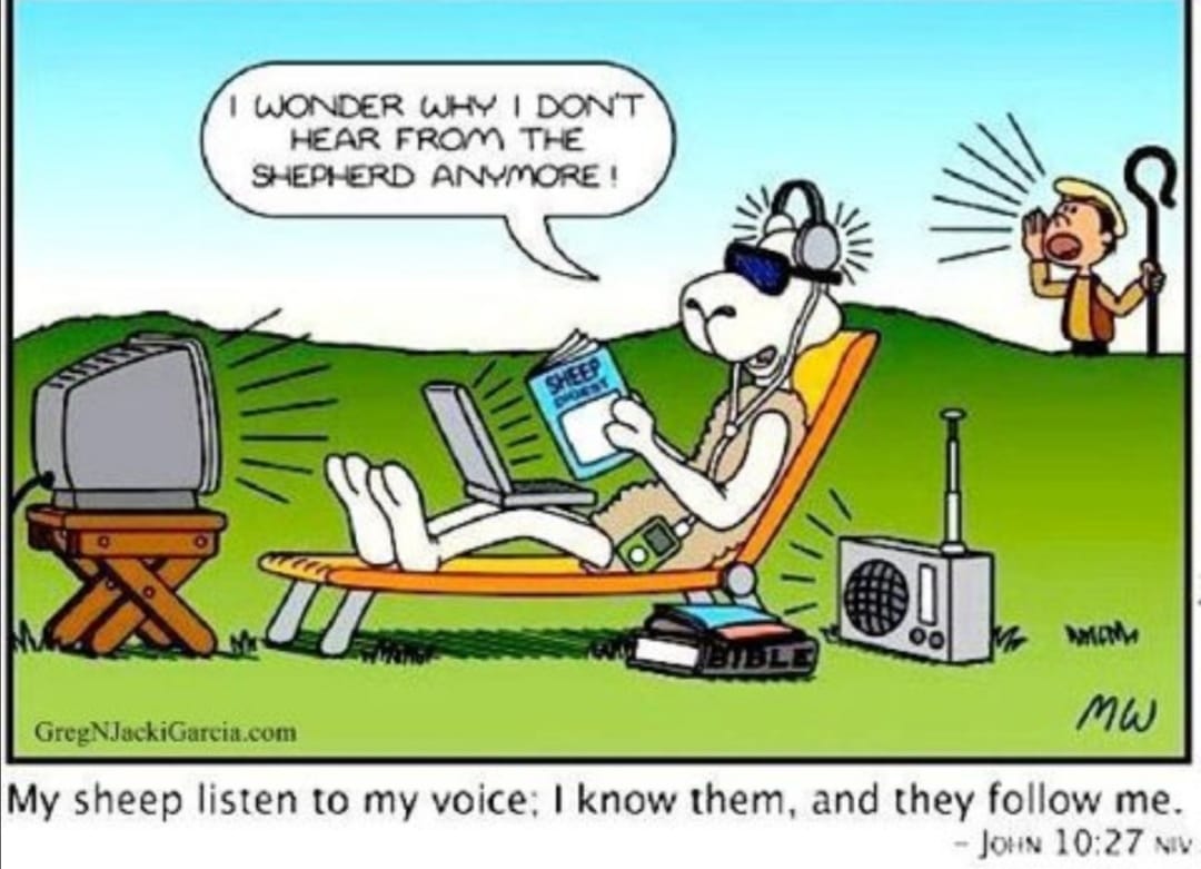 Sheep not hearing