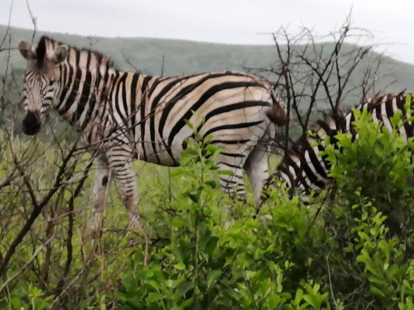 Zebra  in Game reserve .. RSA